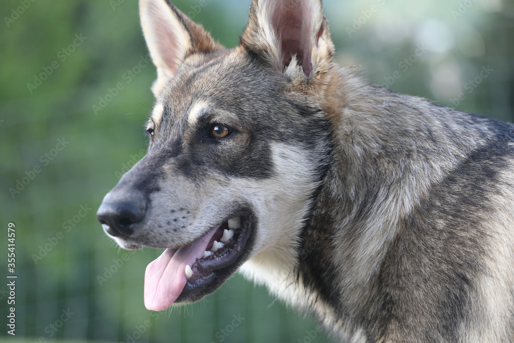 portrait tschechischer Wolfshund portrait tschechischer Wolfshund