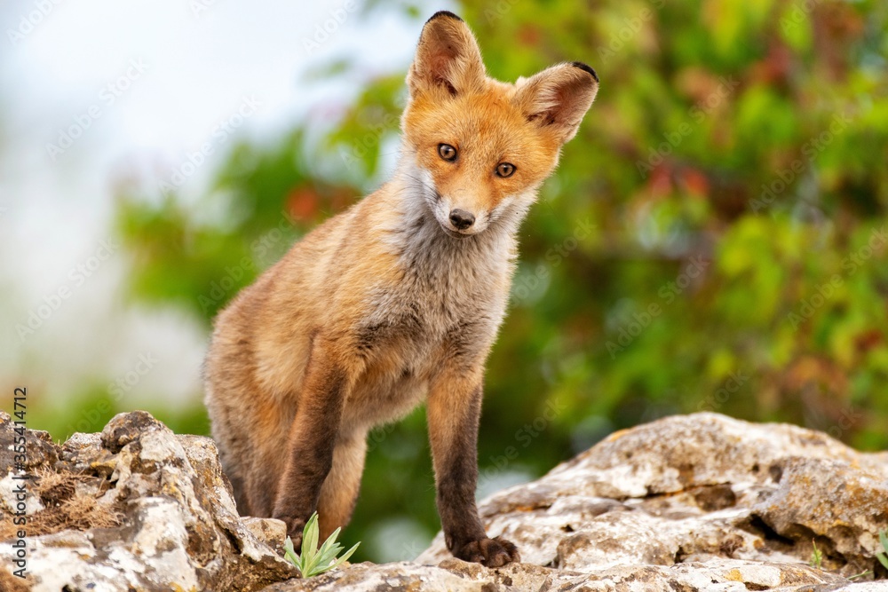 A Fox sits on a rock and looks at the camera. Vulpes vulpes