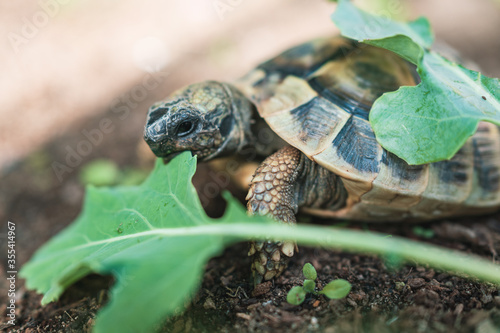 Schildkröte beim Essen