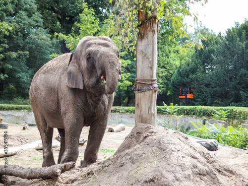An elephant in Wroclaw Zoo playing with enviromental toys, september 2019