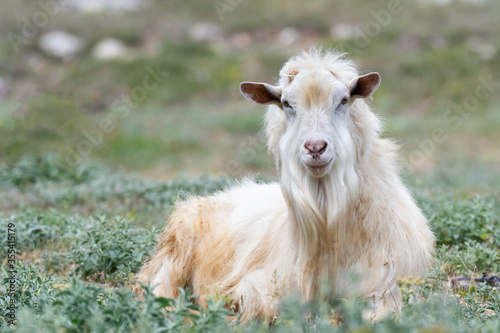 Fototapeta Naklejka Na Ścianę i Meble -  Cute goat on a green pasture field in the countryside. Portrait of an animal