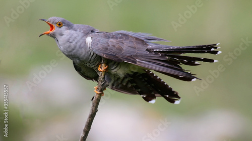 The bird is Common cuckoo Cuculus canorus, sitting on a tree branch