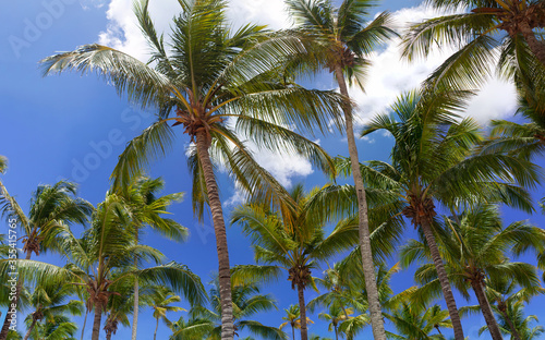 Fototapeta Naklejka Na Ścianę i Meble -  Coconut palm trees against tropical blue sky. Tropical background