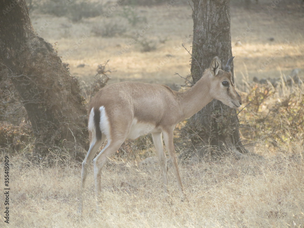 Fototapeta premium ranthambore