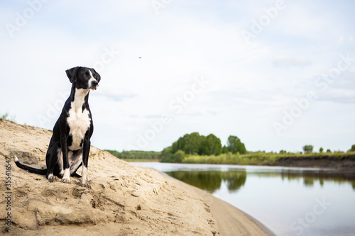 Black and white dog breed pointer. The dog sits on the sandy Bank of the river and looks away.