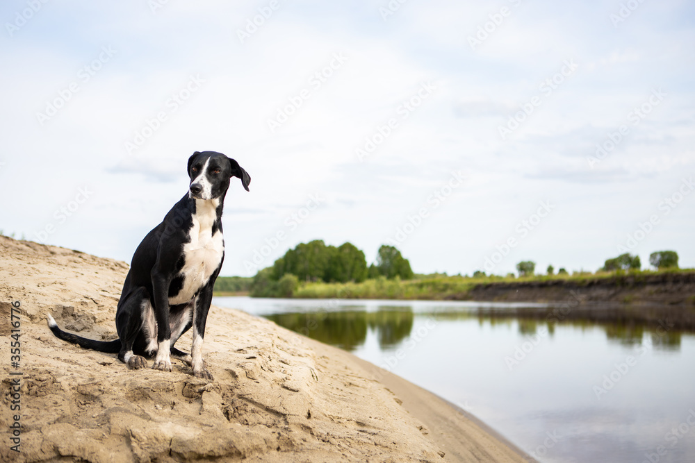 Obraz premium Black and white dog breed pointer. The dog sits on the sandy Bank of the river and looks away.