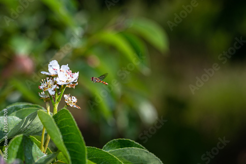 pear tree branch with flowers