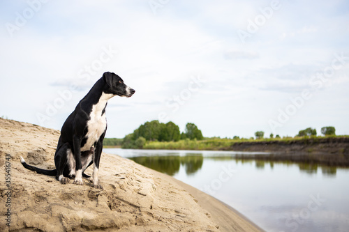 Black and white dog breed pointer. The dog sits on the sandy Bank of the river and looks away.