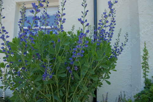 Summer Flowering Violet Blue False Indigo Plant (Baptista australis) Growing by a House in a Garden in Rural Devon, England, UK