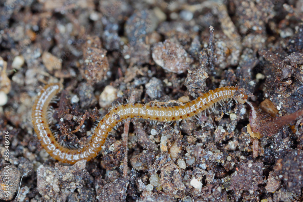 Blaniulus guttulatus, commonly known as the spotted snake millipede is a species of millipede in the family Blaniulidae. This worm living in the soil. Destroys seeds and young plants of many species. Blaniulus guttulatus, commonly known as the spotted snake millipede is a species of millipede in the family Blaniulidae. This worm living in the soil. Destroys seeds and young plants of many species.