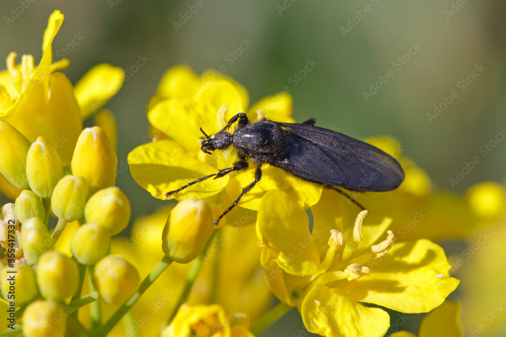 Bibio marci is a fly from the family Bibionidae called March flies and lovebugs. Larvae of this insects live in soil and damaged plant roots. Bibio marci is a fly from the family Bibionidae called March flies and lovebugs. Larvae of this insects live in soil and damaged plant roots.
