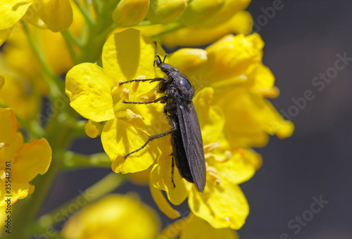 Bibio marci is a fly from the family Bibionidae called March flies and lovebugs. Larvae of this insects live in soil and damaged plant roots. photo