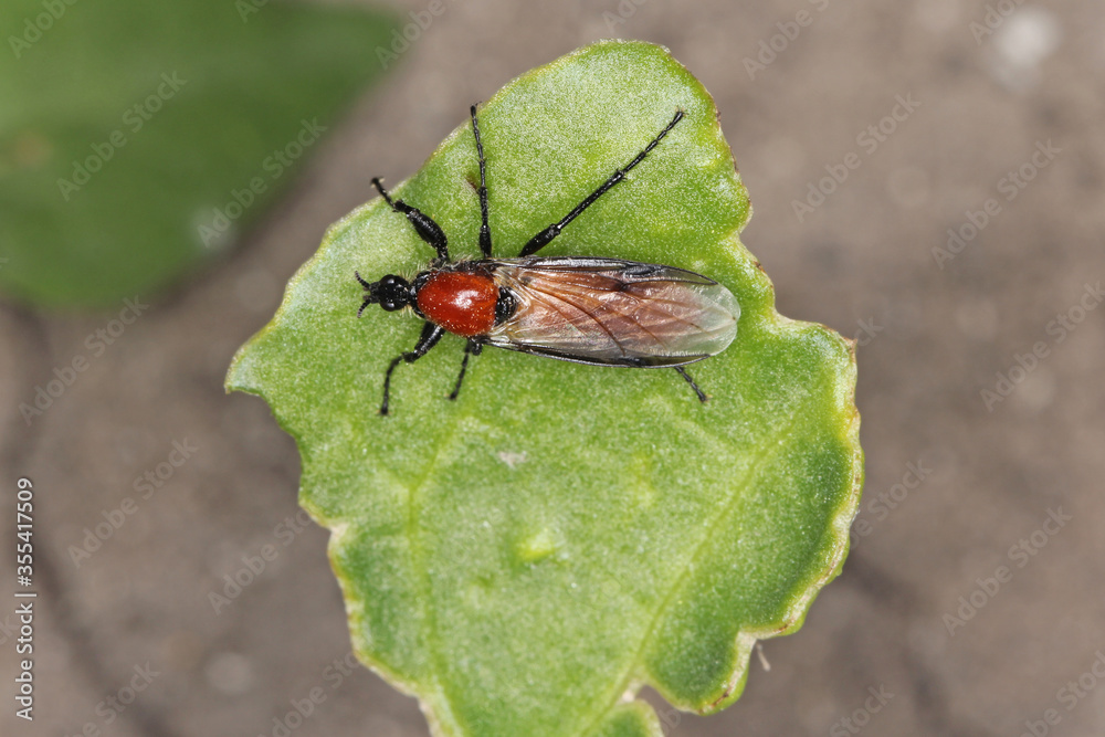Bibio hortulanus is a fly from the family Bibionidae called March flies and lovebugs. Larvae of this insects live in soil and damaged plant roots. Bibio hortulanus is a fly from the family Bibionidae called March flies and lovebugs. Larvae of this insects live in soil and damaged plant roots.