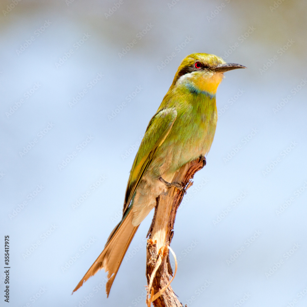 Swallow-tailed Bee -eater in the Kalahari desert
Swallow-tailed Bee -eater in the Kalahari desert