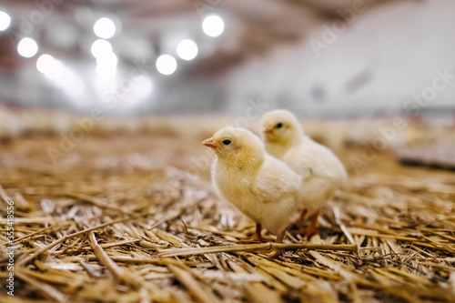 Little chickens at a poultry farm.