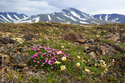 Beautiful wild flowers of Silene acaulis, known as moss campion or cushion pink and Dryas in the tundra on a background of mountains. Arctic nature and plants. Chukotka, Siberia, Far East of Russia.