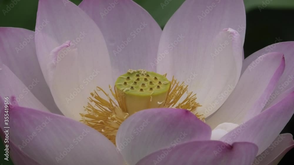 沖縄 公園の池に咲く蓮の花 沖縄 公園の池に咲く蓮の花