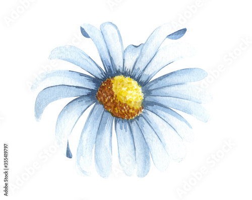 Watercolor chamomile flower isolated on white background. Hand drawn wildflower with white petals anf green leaves.