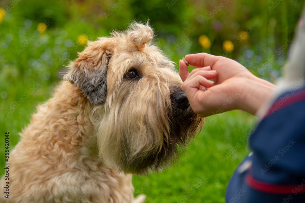 Photo of a dog, an Irish wheat soft-coated Terrier, receiving a reward for completing a command. Photo of a dog, an Irish wheat soft-coated Terrier, receiving a reward for completing a command.