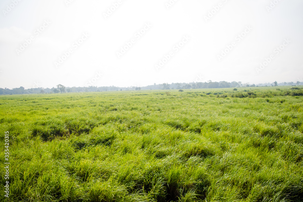 Inside view of Kaziranga National Park of northeast Indian state of Assam. Watchtower of Kaziranga National Park.
