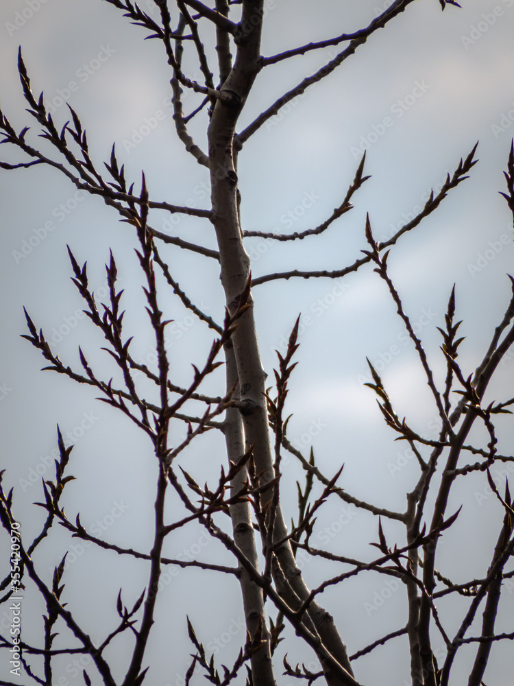 Naklejka premium tree branches against white sky