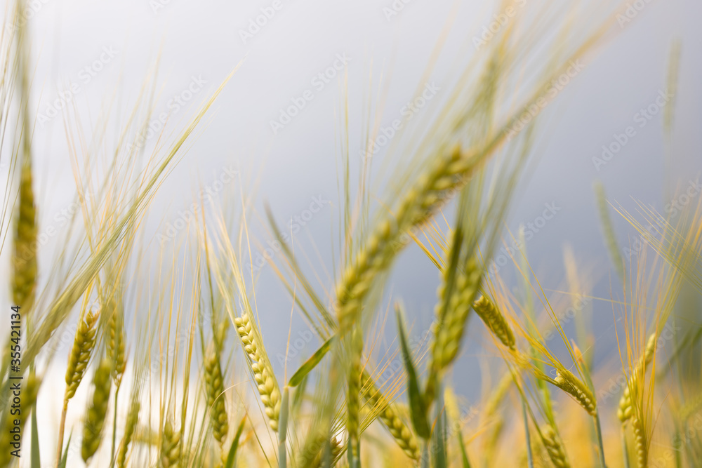 Kornfeld - reifes Weizenfeld mit goldenen Ähren Kornfeld - reifes Weizenfeld mit goldenen Ähren