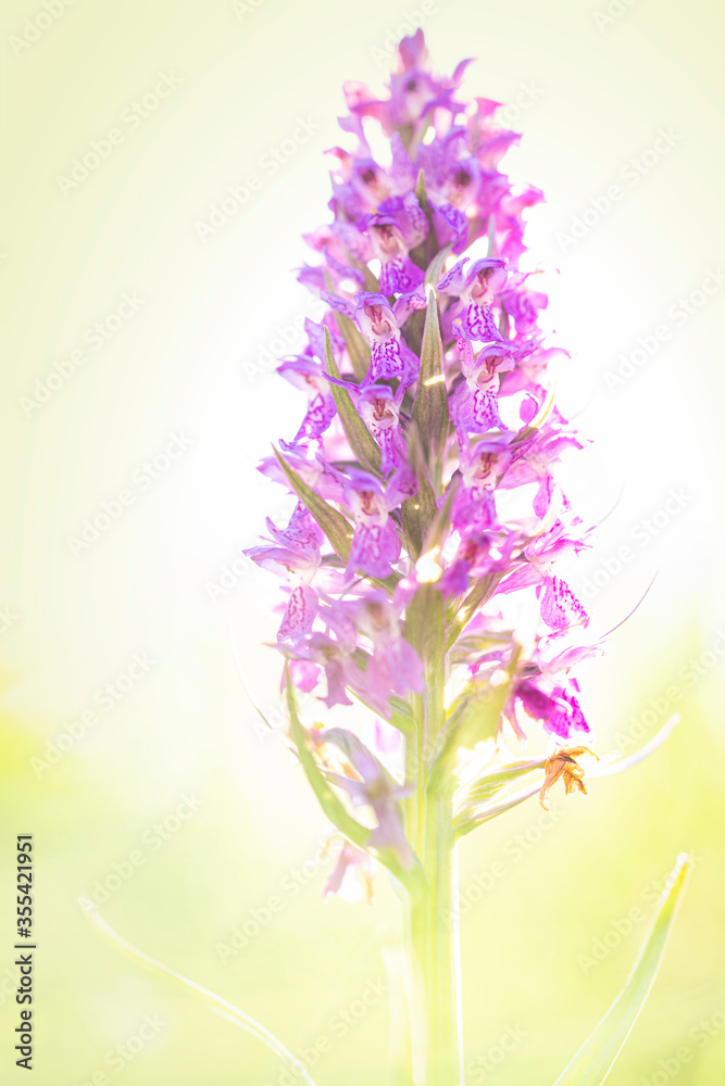 Obraz premium Wild Orchid in Hikey - spring 2020