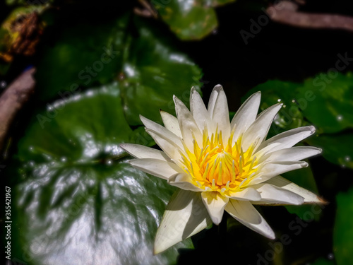 white water lily
