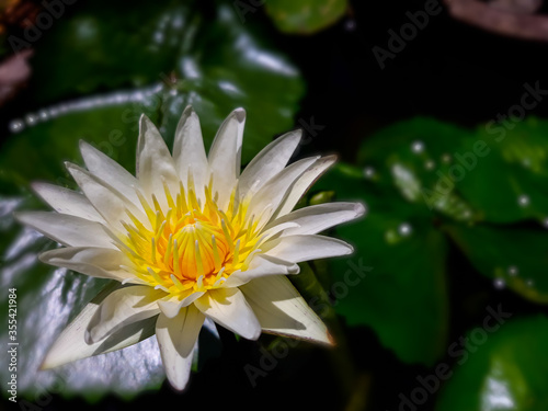 White and yellow lotus in the garden.