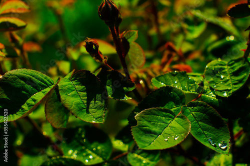 rose bud with raindrops
