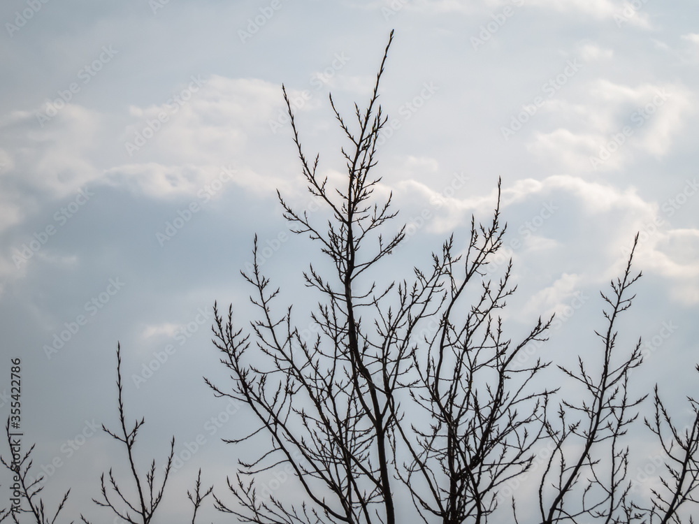 Fototapeta premium tree branches against white clouds