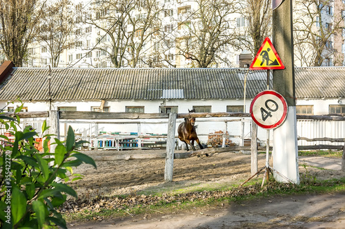 Horse at the fence and the stables in the back photo