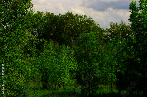landscape with green trees on a summer day