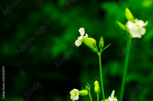 Fototapeta Naklejka Na Ścianę i Meble -  white wildflowers on a green leafy background