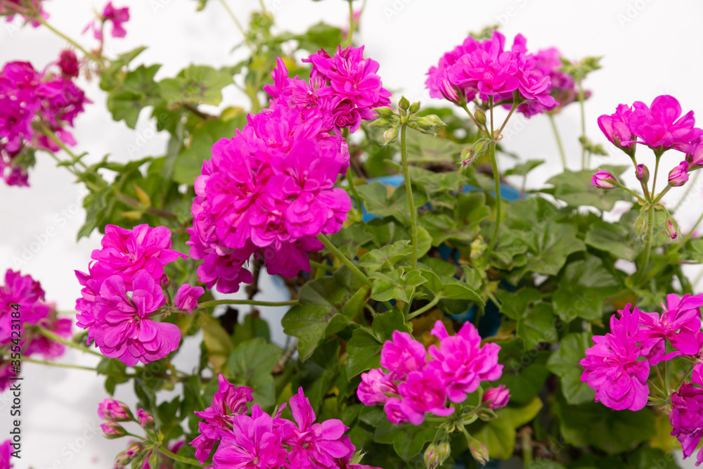 Fototapeta premium Planta de geranio en flor de color rosa, 