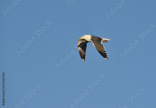 seagull flying in the sky