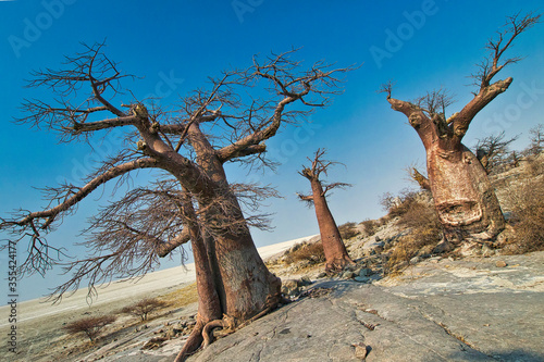 Baobab, Adansonia digitata, Kubu Island, White Sea of Salt, Lekhubu, Makgadikgadi Pans National Park, Botswana, Africa photo