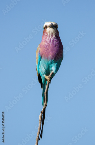 Canvas-taulu Lilac-breasted roller in the Kruger Park perched on flimsy branch