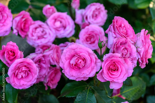 ピンクのバラ © 正明 村上