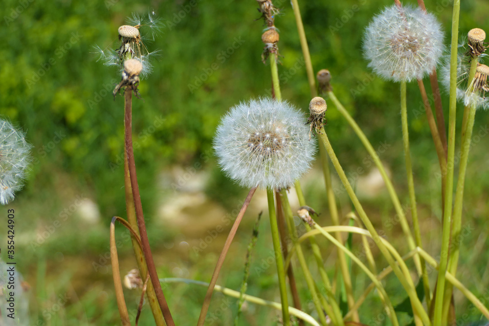 Dandelion seed heads or blowballs on a summer meadow in different stages