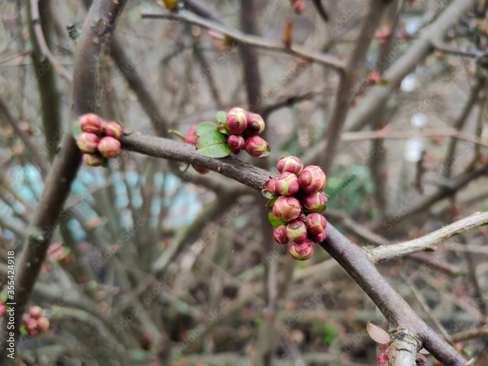 buds of flowers and a leaf on a tree branch