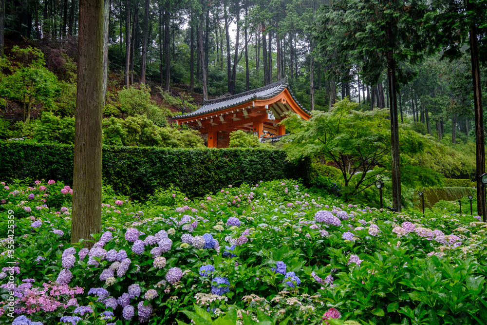 紫陽花と朱色の門 紫陽花と朱色の門