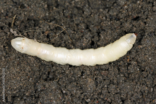 Larva on soil of Crane fly is a common name referring to any member of the insect family Tipulidae. It is significant pest in soil of many crops.