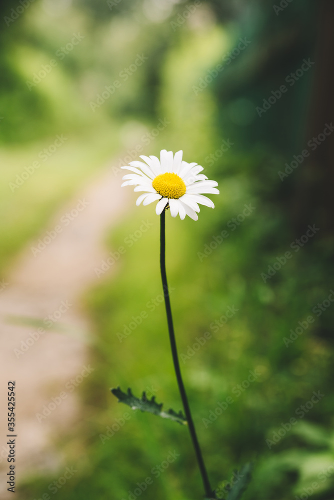 Beautiful white chamomile on the summer field. Selective focus. Shallow depth of field. Beautiful white chamomile on the summer field. Selective focus. Shallow depth of field.