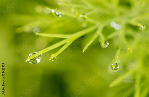 Drops of water on a green plant on nature.