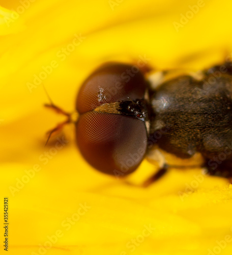 Close-up of a bee on a yellow flower in nature.
