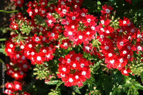 Bright flowers of Verbena (vervain) hybrida of the 'Verbena Quartz Red with Eye' variety. Scarlet flowers of Verbena hybrida, blooming in the garden, top view photo