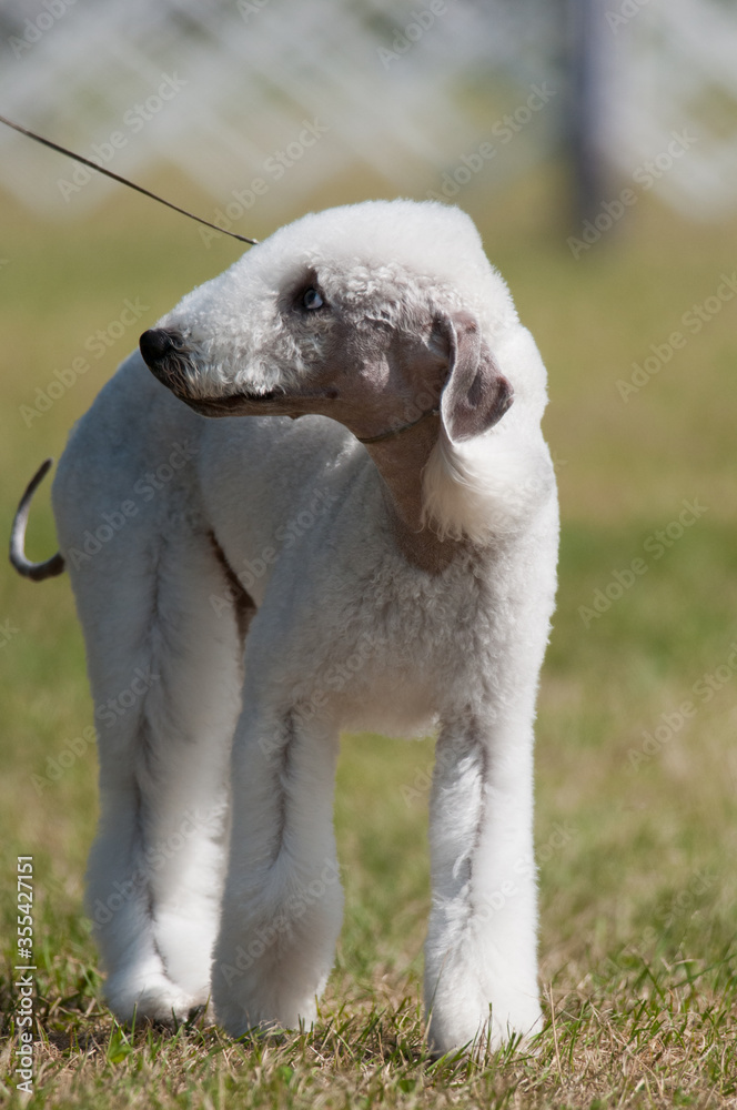 Bedlington Terrier Bedlington Terrier