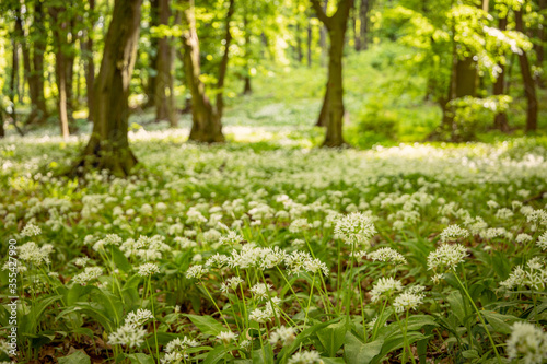 Ramsons  Wild garlic  in a forest during a sunny summer day.