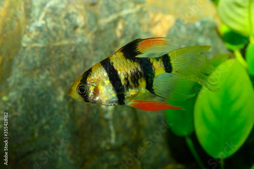 New breeding form for aquariumThe tiger barb or Sumatra barb (Puntigrus tetrazona)is a species of tropical cyprinid fish. The natural geographic range reportedly extends throughout the Southeast Asia. photo
